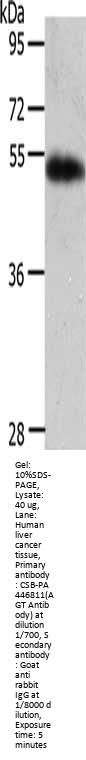 AGT Antibody