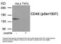 Phospho-PTPRC (Ser1007) Antibody