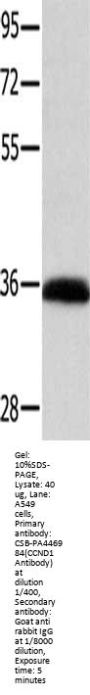 CCND1 Antibody