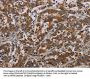 NLRP9 Antibody