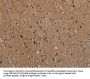 NLRP9 Antibody