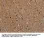 NLRP9 Antibody