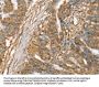 SLC41A2 Antibody