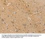 SLC41A2 Antibody