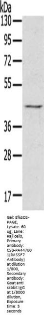 RASSF7 Antibody