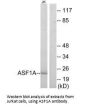 ASF1A Antibody