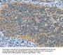 DTX1 Antibody