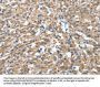 DTX1 Antibody