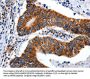 ENPP3 Antibody