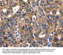 ENPP3 Antibody