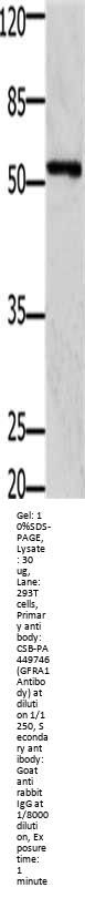 GFRA1 Antibody