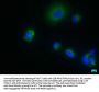 SHISA9 Antibody