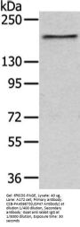 USP47 Antibody