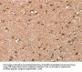 SYNPO2 Antibody