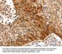 SYNPO2 Antibody