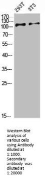 ULK2 Antibody