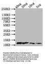 A29L Antibody