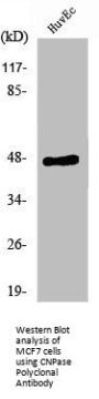 CNP Antibody