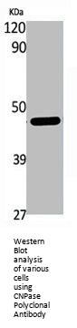 CNP Antibody