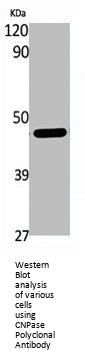 CNP Antibody