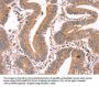 ICAM5 Antibody