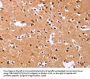 ICAM5 Antibody