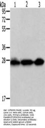 PDCD10 Antibody