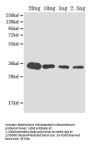 kdsB Antibody