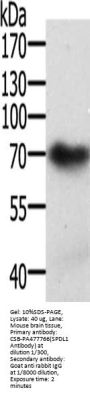 SPDL1 Antibody