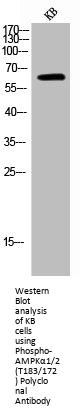 Phospho-PRKAA1/PRKAA2 (T183/172) Antibody