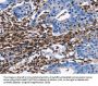 PTPRC Antibody