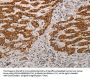 AIFM1 Antibody