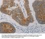 AIFM1 Antibody