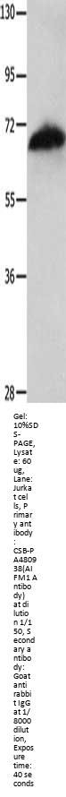 AIFM1 Antibody