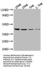 FIS Antibody