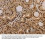 Rabbit anti-human KCNN4 polyclonal antibody