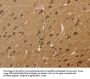Rabbit anti-human KCNN4 polyclonal antibody