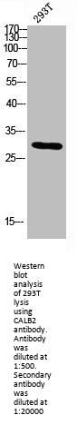 CALB2 Antibody