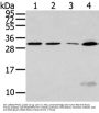 SIAH1 Antibody