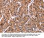 EFNA5 Antibody