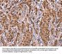 EFNA5 Antibody