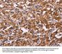 SPATA7 Antibody