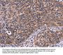 SPATA7 Antibody