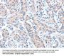 CASP7 Antibody