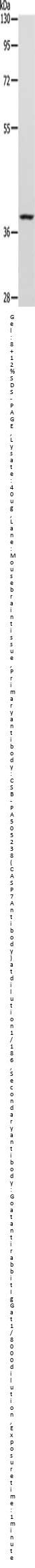 CASP7 Antibody