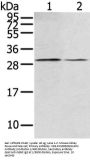 RASD2 Antibody