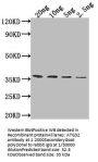 ATG32 Antibody
