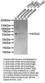 ATG32 Antibody