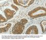 CCND1 Antibody