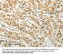 CCND1 Antibody